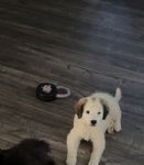 Half Great Pyrenees puppy