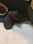AKC Chihuahuas