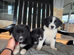 Border Aussie puppies