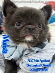 AKC Beautiful Blue Male Applehead Longcoat Chihuahua