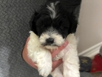 Maltipoo Puppies