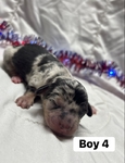 Dachshund/rat terrier