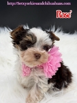 AKC Micro Yorkies Ready Now!