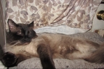 ragdoll kittens for sale