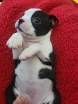 Miniature Boston Terrier Puppies!
Perfect for Christmas!!