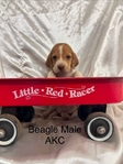 Beagle puppies AKC