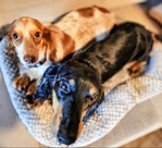 >🐾 Gorgeous AKC Mini Long-Haired Dachshunds (Ready Oct. 9th!) 🐾
