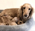 Dachshund AKC Shaded Cream Female