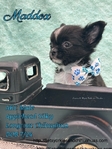 AKC  Stunning Longcoat Micro Chihuahuas