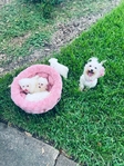 Maltipoo small puppies Maltese poodle toy breed.