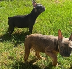 French Bulldog Puppies