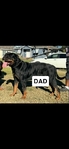 Serbian Rottweilers