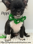 AKC Registered Male Applehead Chihuahuas