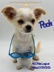 AKC Longcoat Chihuahuas