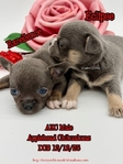 AKC Valentine Applehead Chihuahuas