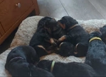 Rottweiler puppies- Male & Female