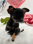 Beautiful AKC Female Black Tri Female Micro Chihuahua