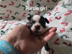 Beautiful Boston Terrier Puppies