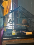 parakeets for sell