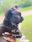 Stunning AKC Applehead Longcoat Male Chihuahuas