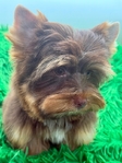 AKC Mini Male Chocolate & Tan Yorkie