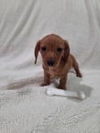 AKC Mini Dachshund Puppy