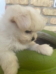 Baby-Doll Face Korean Maltese