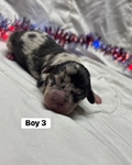 Dachshund/rat terrier