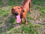 AKC Rhodesian Ridgeback Female