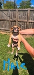 American Bully Boxer cross puppies for sale.