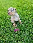 Catahoula puppies