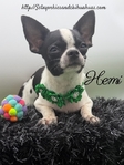 AKC Registered Male Applehead Chihuahuas