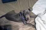 Beautiful Female Silver Lab puppy