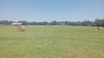 HAY FOR SALE