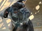 AKC pugs 1 yr old