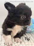 AKC Male Longcoat Applehead Chihuahuas