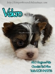 AKC Micro Male Chocolate Parti & Chocolate & Tan Yorkies