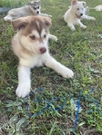 Husky Puppies