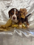 Beagle puppies AKC