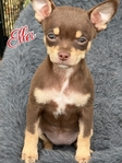 AKC Stunning Female Chihuahua