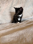 Kittens for sale