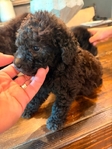 Labradoodles!