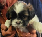 Shih tzu puppies