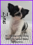 Exquisite AKC Male Applehead Chihuahuas