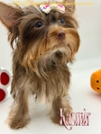 AKC Micro Female Traditional and Chocolate & Tan Yorkies