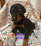 AKC DOBERMAN PUPPIES