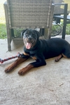 Female Rottweiler pup