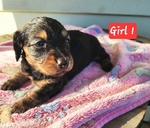 Dachshund Mix Puppies Ready for the Holidays >🐾