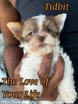 AKC Micro Yorkie baby boys