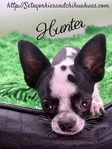 Stunning AKC Male Chihuahuas